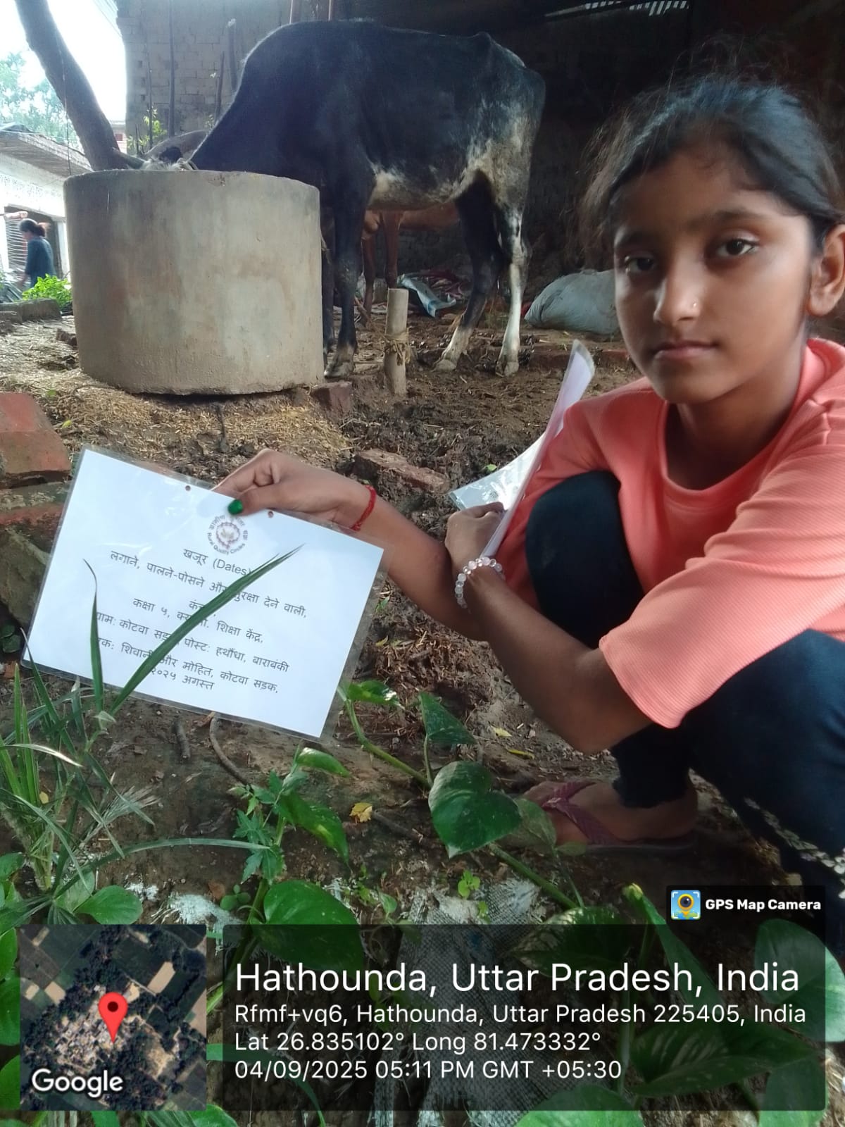 Palm Tree (Palmyra) Tree Taken Care By: Kanchan