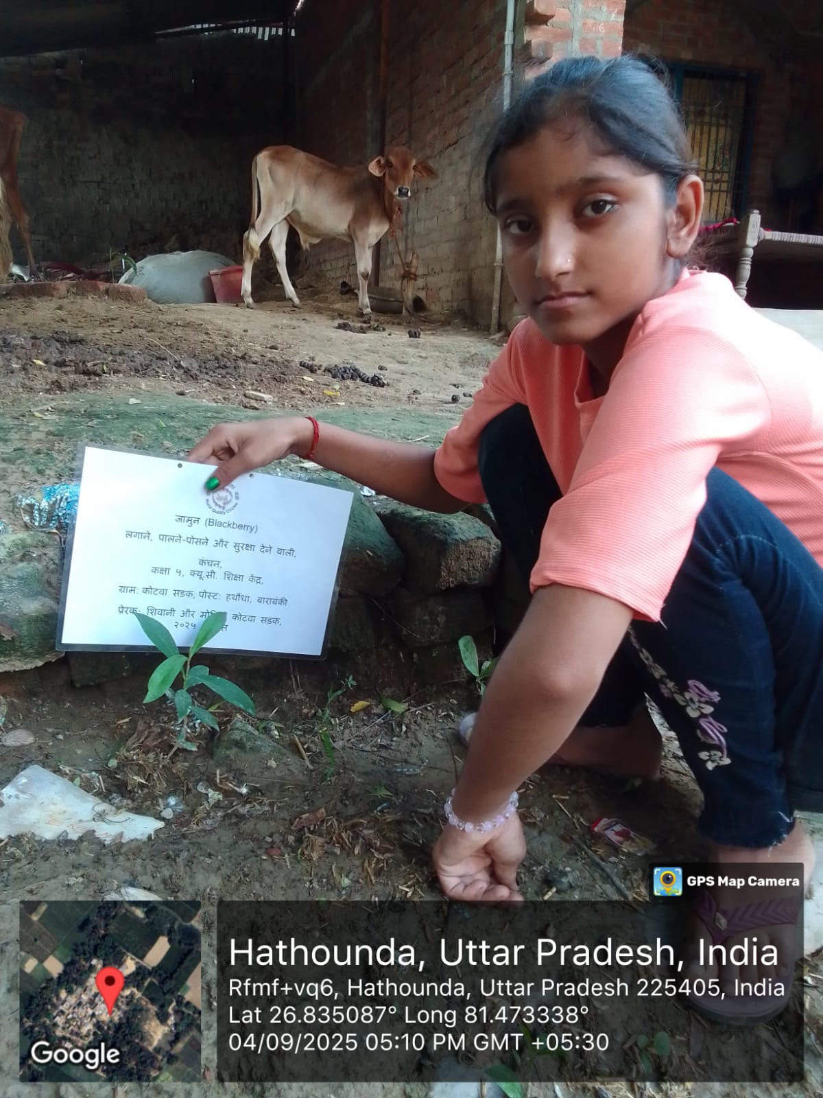 Blackberry (जामून) Tree Taken Care By: Kanchan