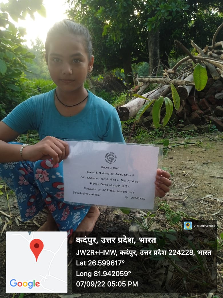 Guava (अमरूद) Tree Taken Care By: Anjali