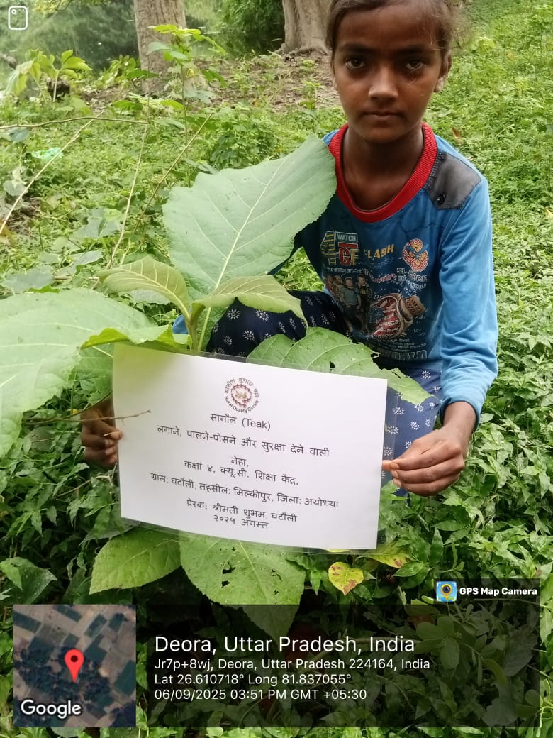 Teak (Sagon) Tree Taken Care By: Neha