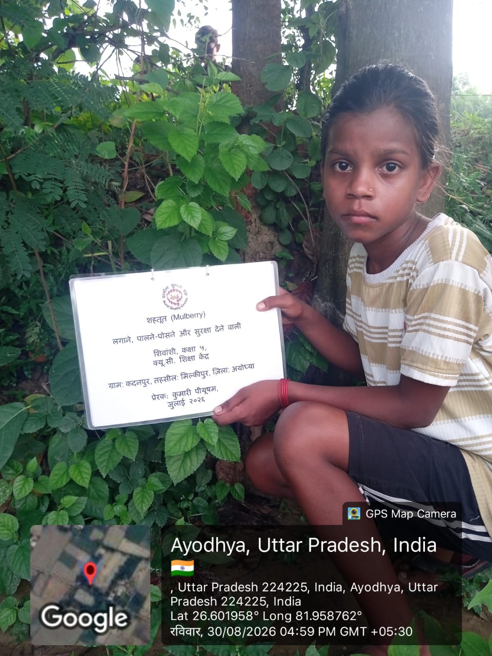 Mulberry (शहतूत) Tree Taken Care By: Shivanshi