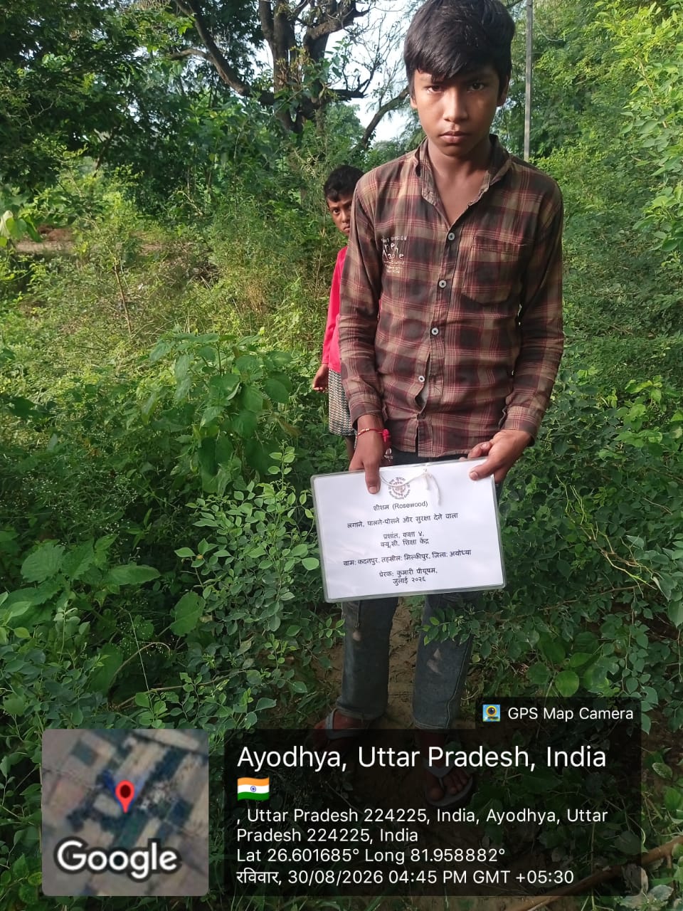 Rosewood Tree (शीशम) Tree Taken Care By: Prashant