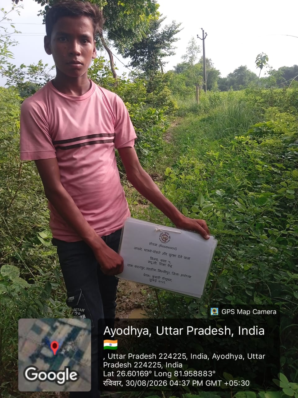 Rosewood Tree (शीशम) Tree Taken Care By: Vijay