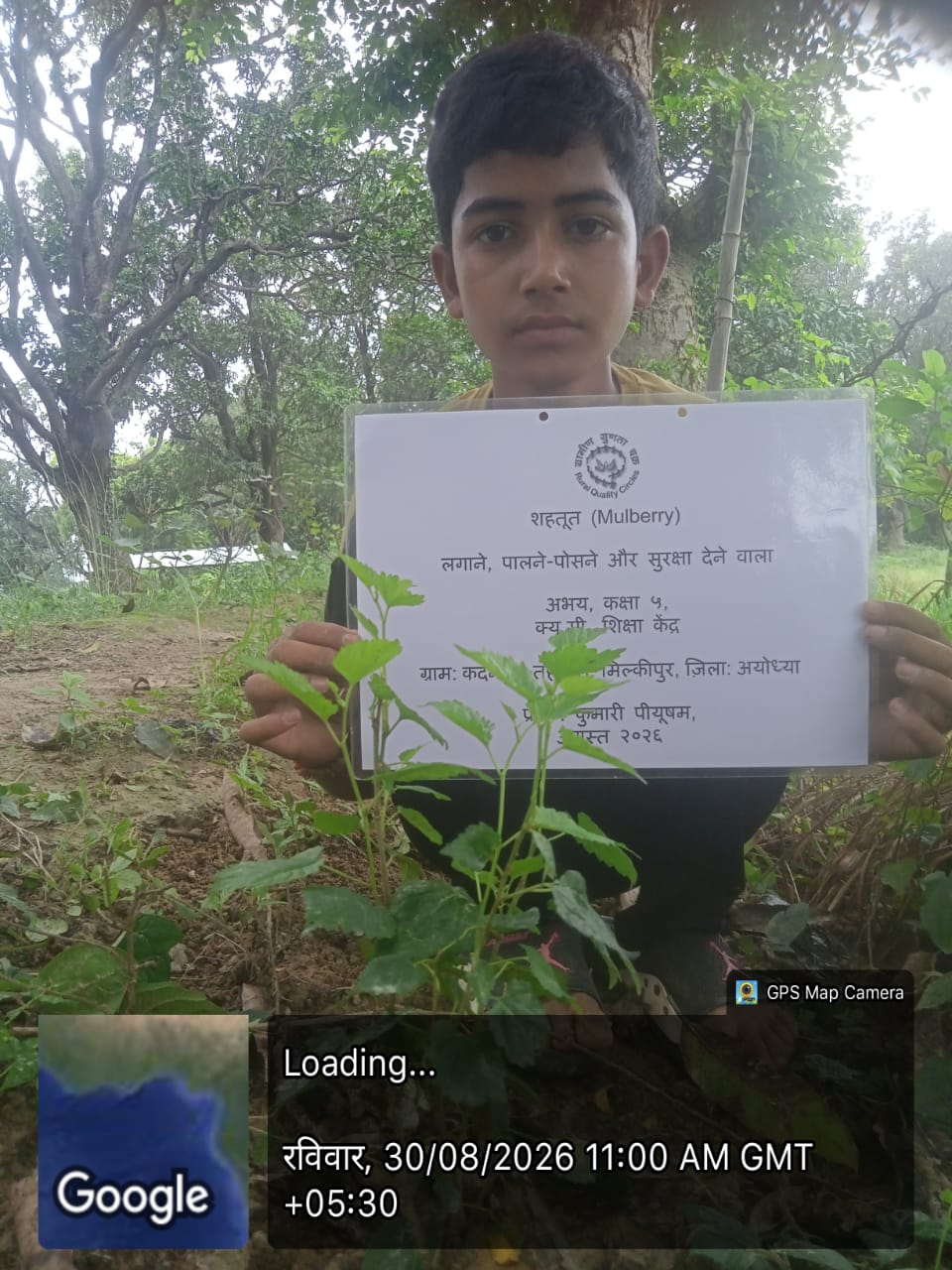 Mulberry (शहतूत) Tree Taken Care By: Abhay