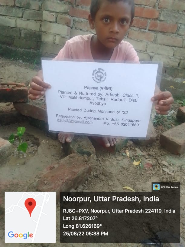 Papaya (पपीता) Tree Taken Care By: Adarsh