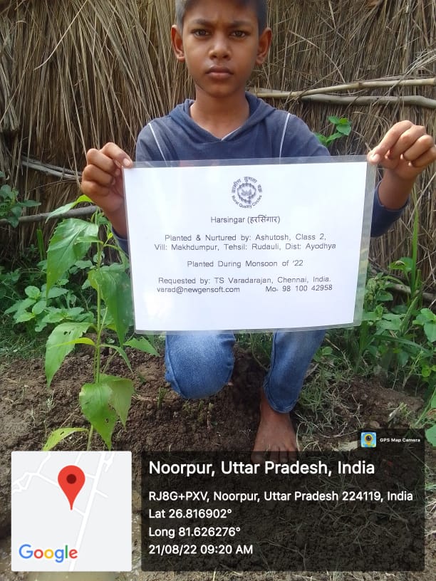 Harsingar (हरसिंगार, पारिजात) Tree Taken Care By: Ashutosh