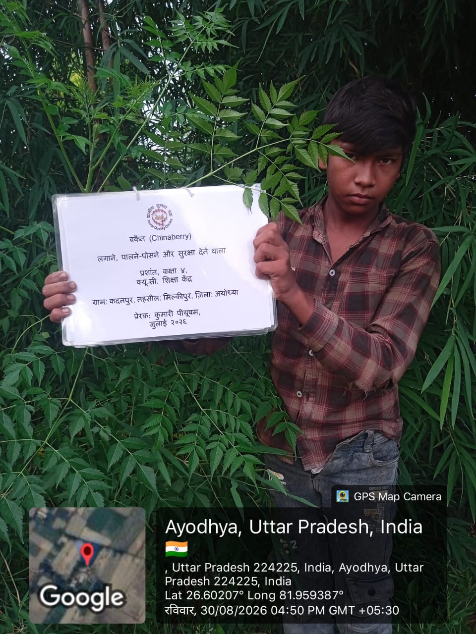 Chinaberry (बकैन) Tree Taken Care By: Prashant