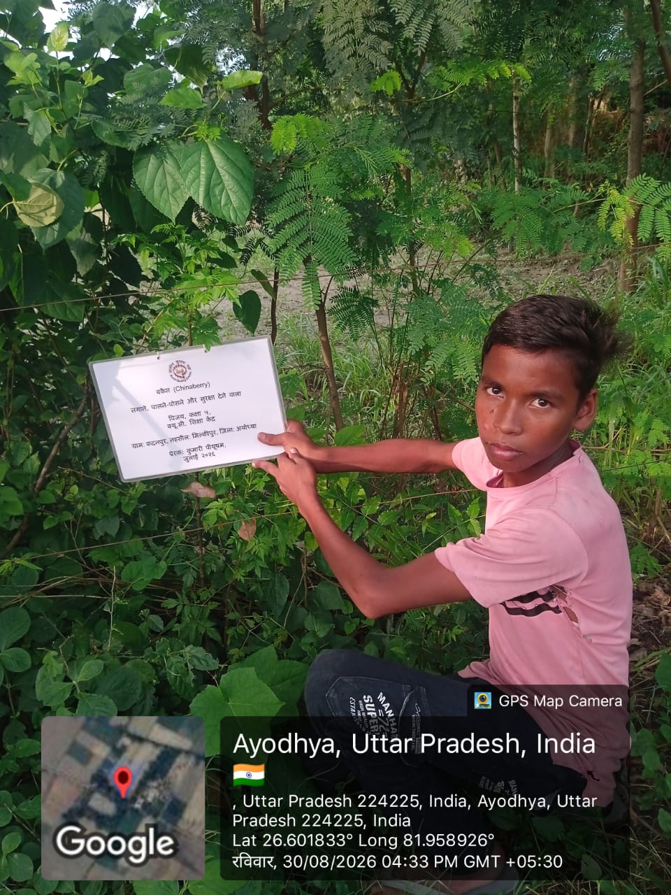 Chinaberry (बकैन) Tree Taken Care By: Vijay