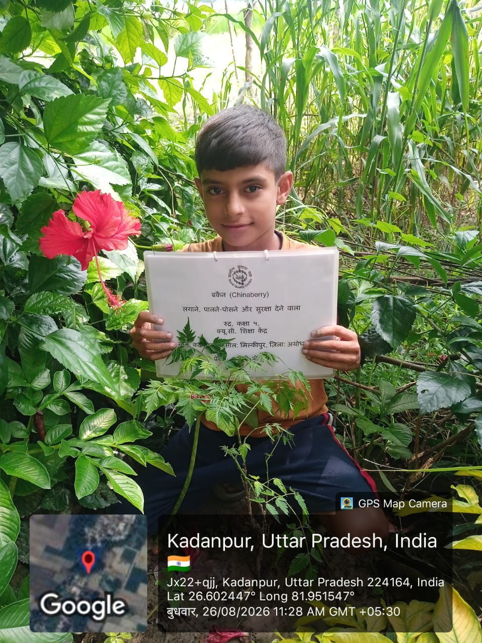 Chinaberry (बकैन) Tree Taken Care By: Rudra