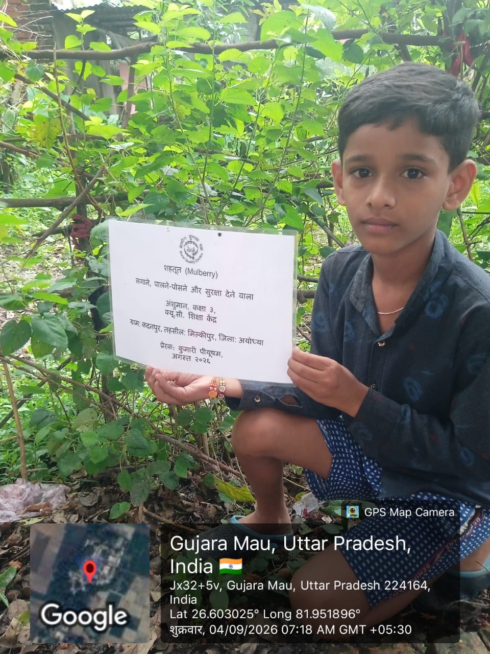 Mulberry (शहतूत) Tree Taken Care By: Ansuman