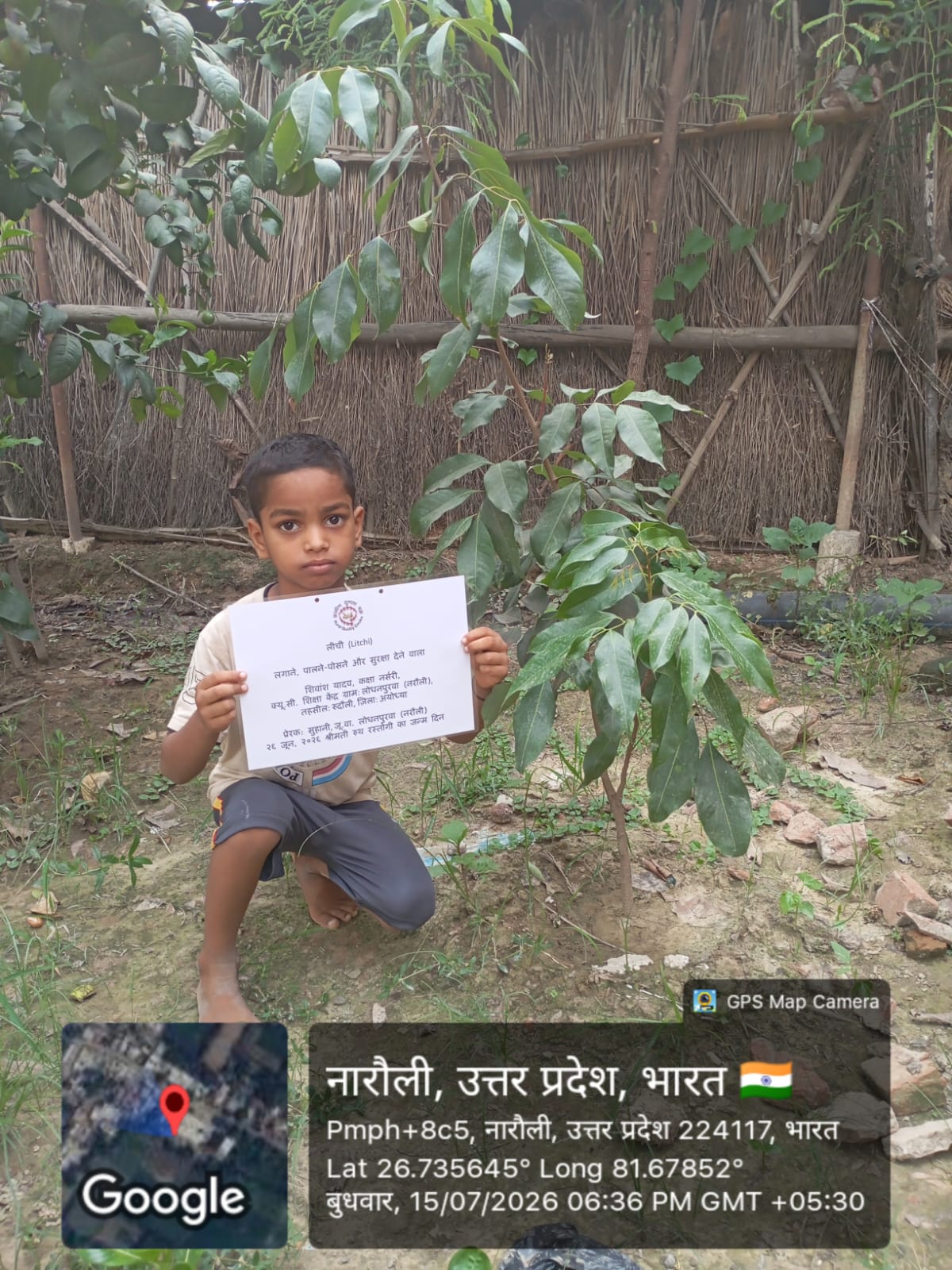 Lychee (लीची) Tree Taken Care By: Shivansh