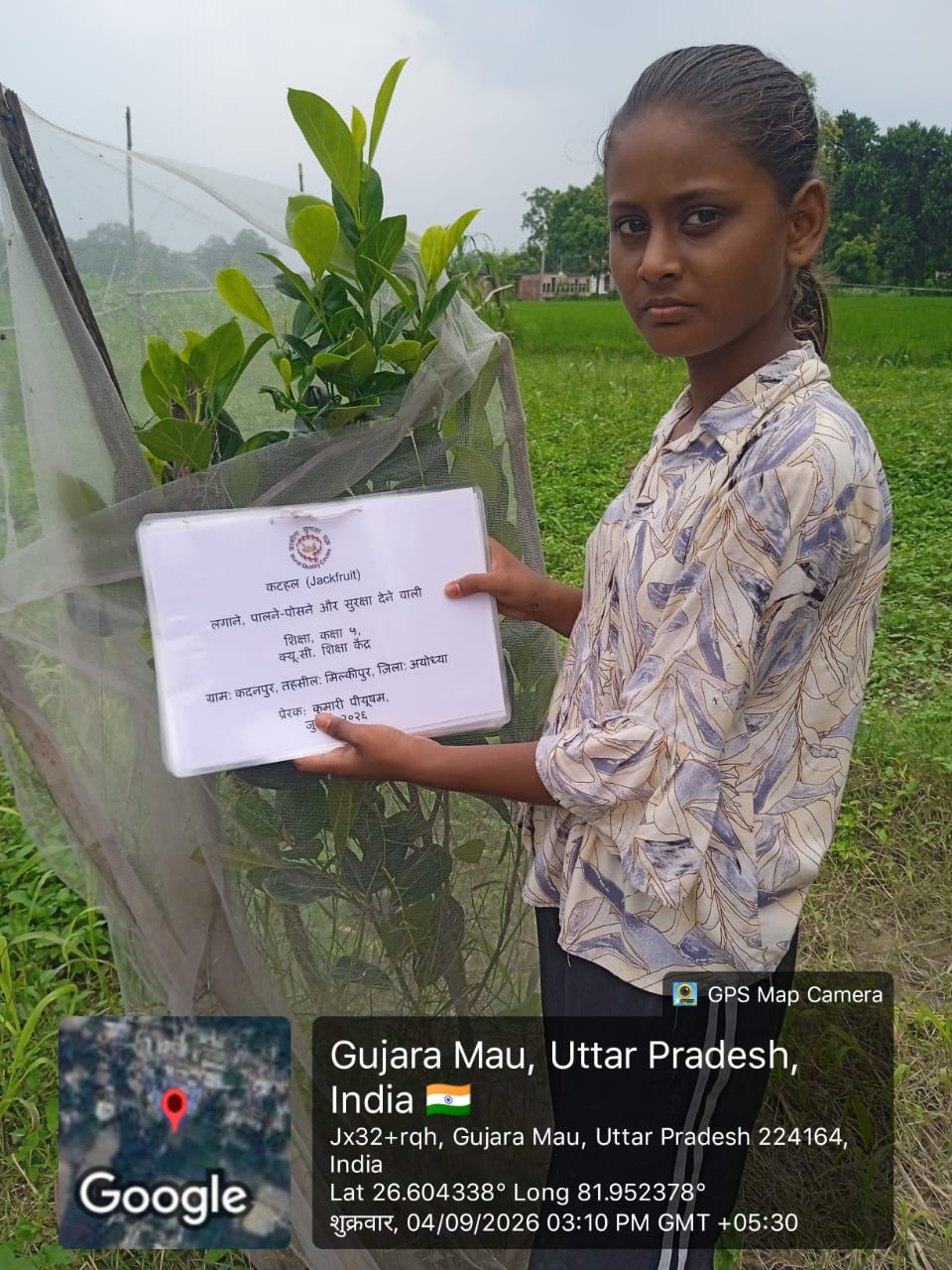 Jack Fruit (कटहल) Tree Taken Care By: Shiksha
