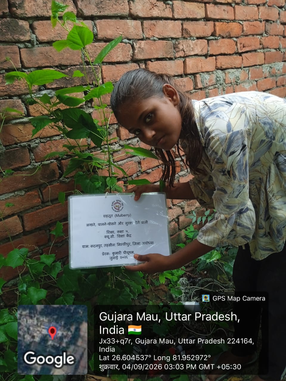 Mulberry (शहतूत) Tree Taken Care By: Shiksha