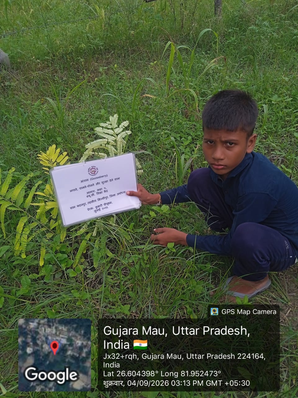 Gooseberry Phyllanthus Emblica (आंवला) Tree Taken Care By: Akash