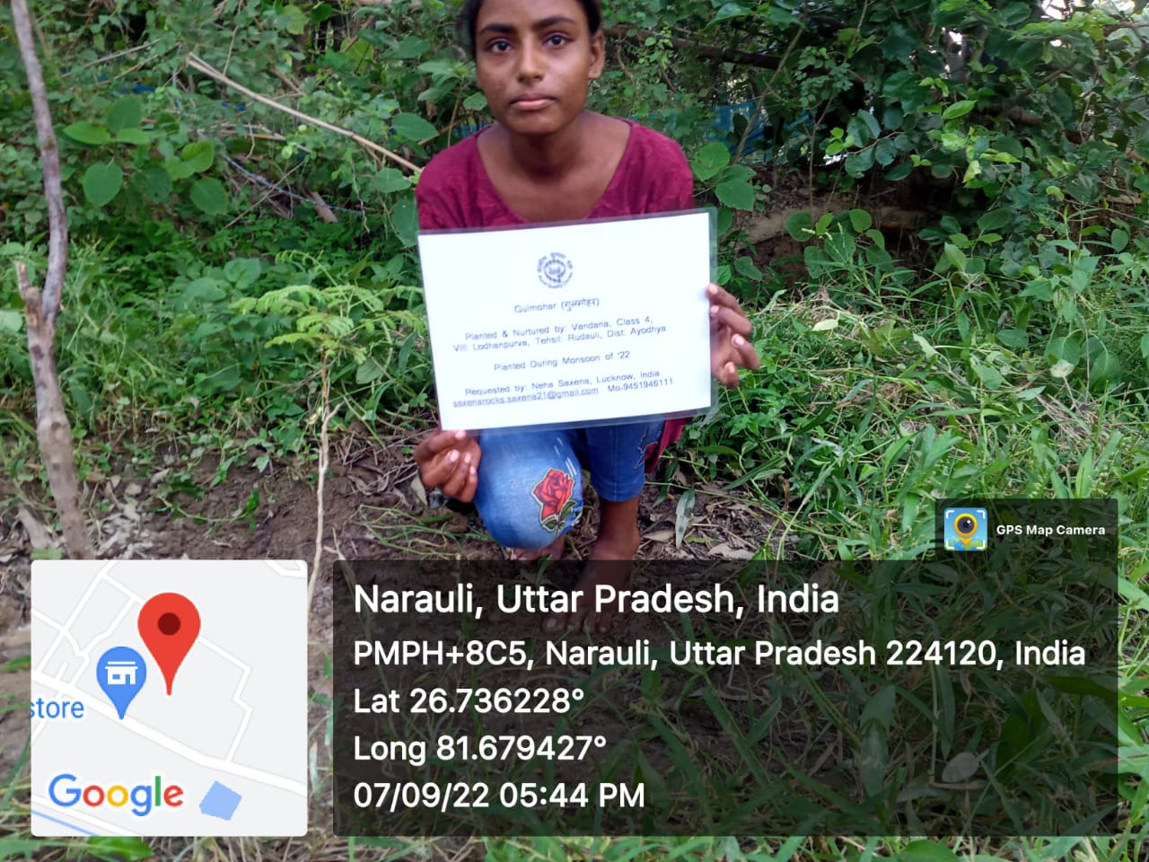 Gulmohar (गुलमोहर) Tree Taken Care By: Vandana