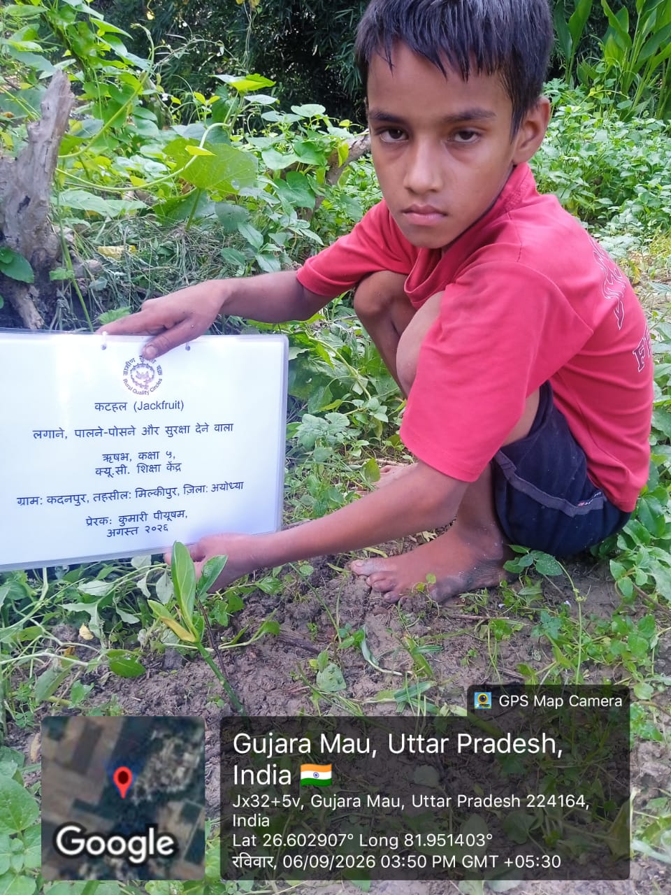 Jack Fruit (कटहल) Tree Taken Care By: Rishabh