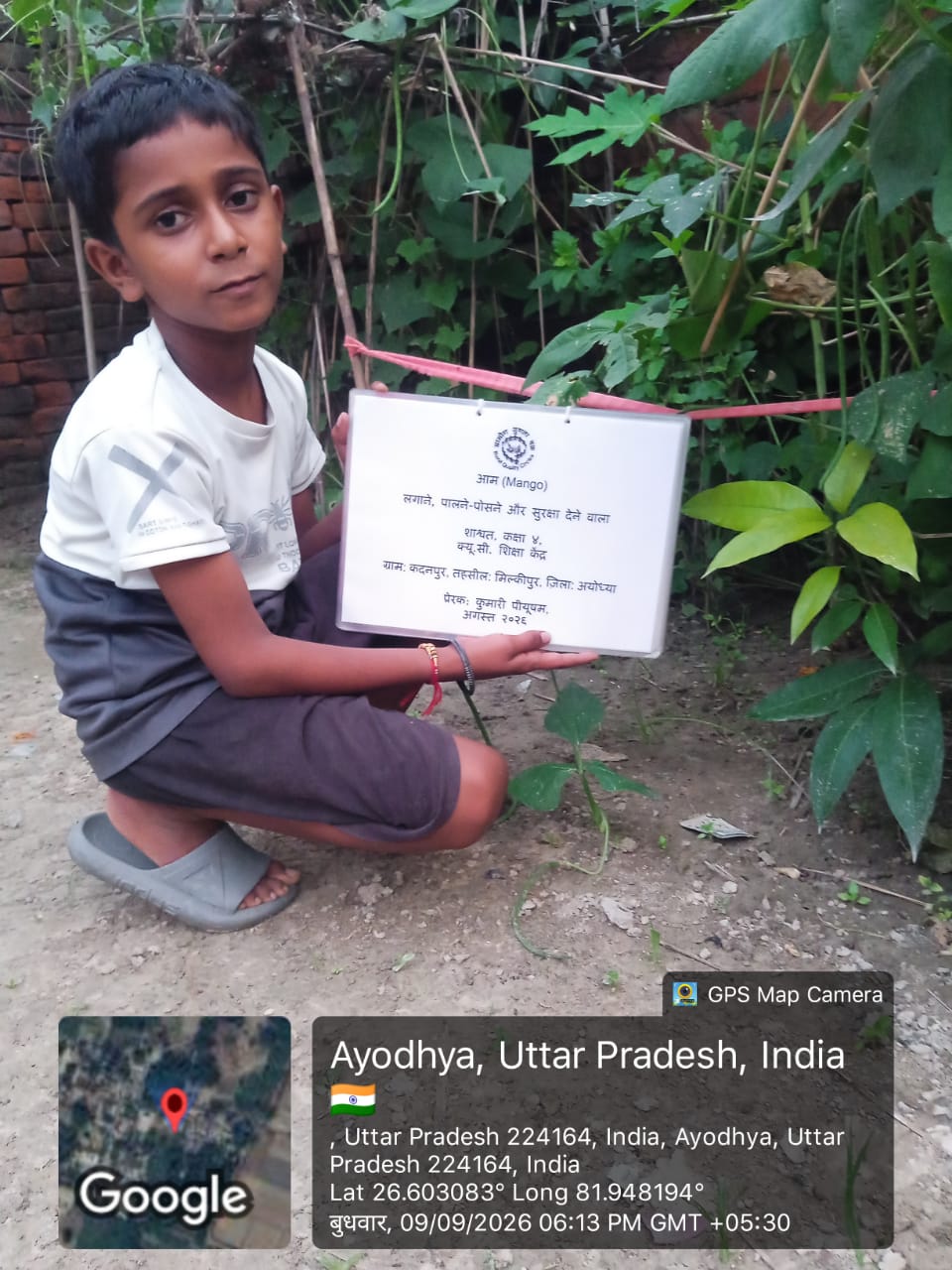 Mango (आम) Tree Taken Care By: Shashvat