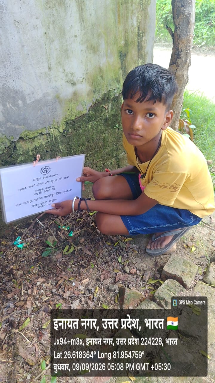 Blackberry (जामून) Tree Taken Care By: Ahsaas