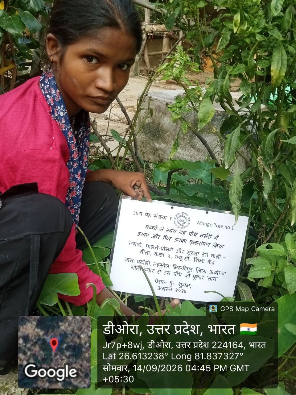 Mango (आम) Tree Taken Care By: Geeta