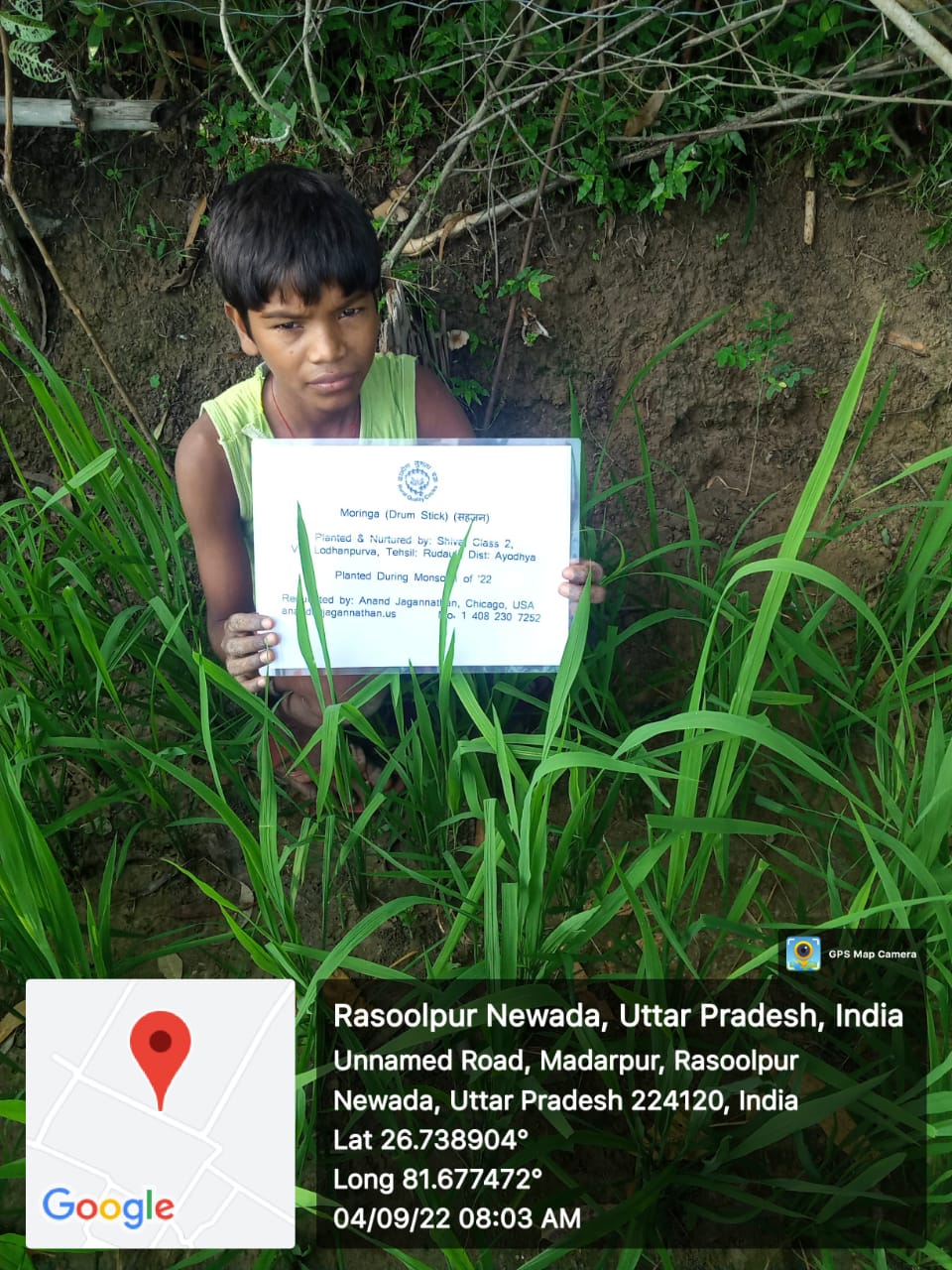 Moringa (Drum Stick) (सहजन) Tree Taken Care By: Shiva